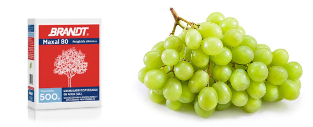 maxal triple fungicid